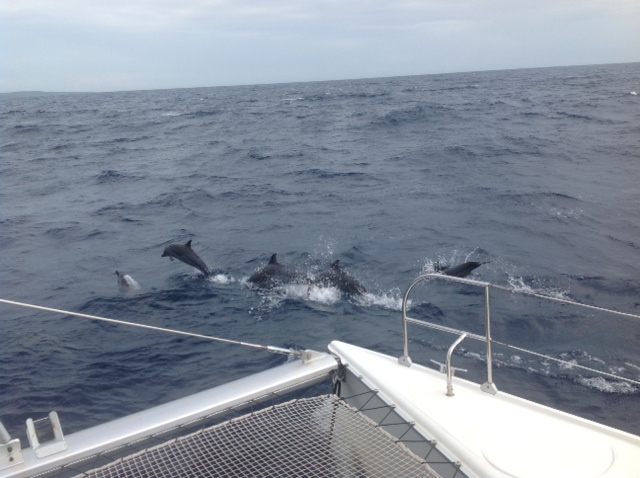 nager avec les dauphins à Cuba
