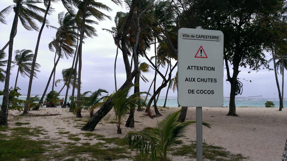 attention aux chutes de noix de coco